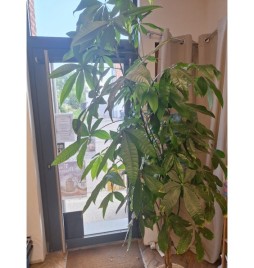 plante verte Pachira