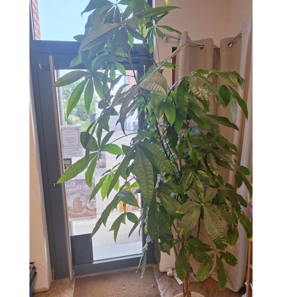 plante verte Pachira