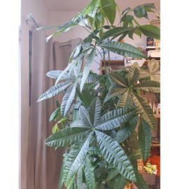 plante verte Pachira