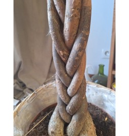 plante verte Pachira