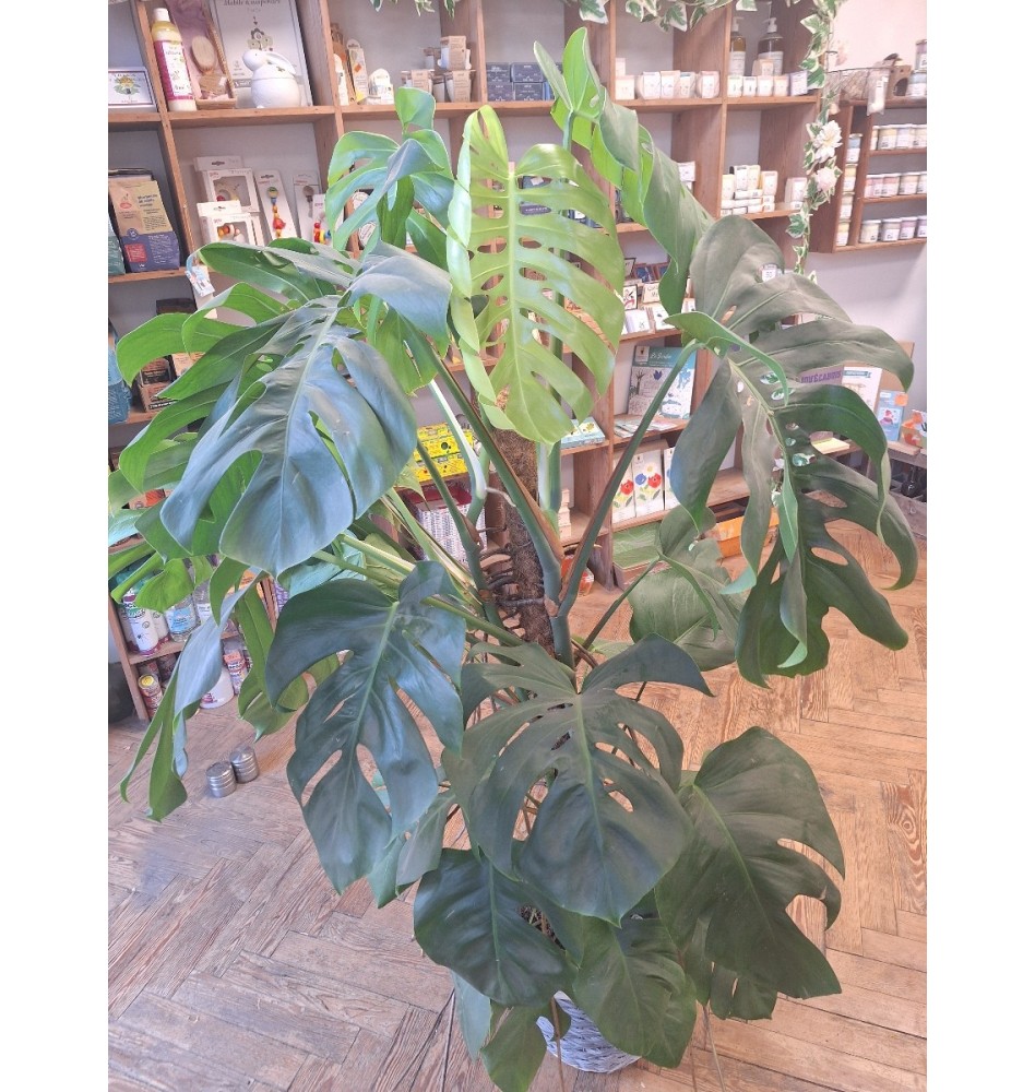 plante verte Ficus Monstera