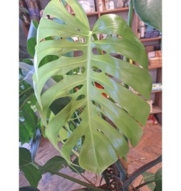 plante verte Ficus Monstera